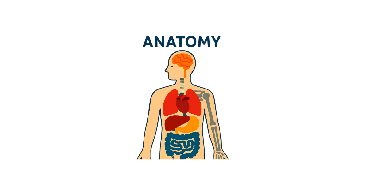 Anatomia umana con gli organi interni