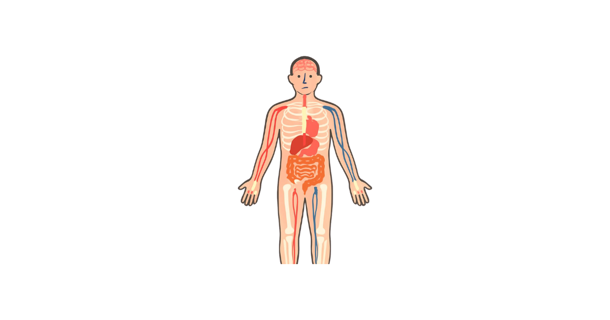 Illustrazione dell'anatomia riproduttiva maschile
