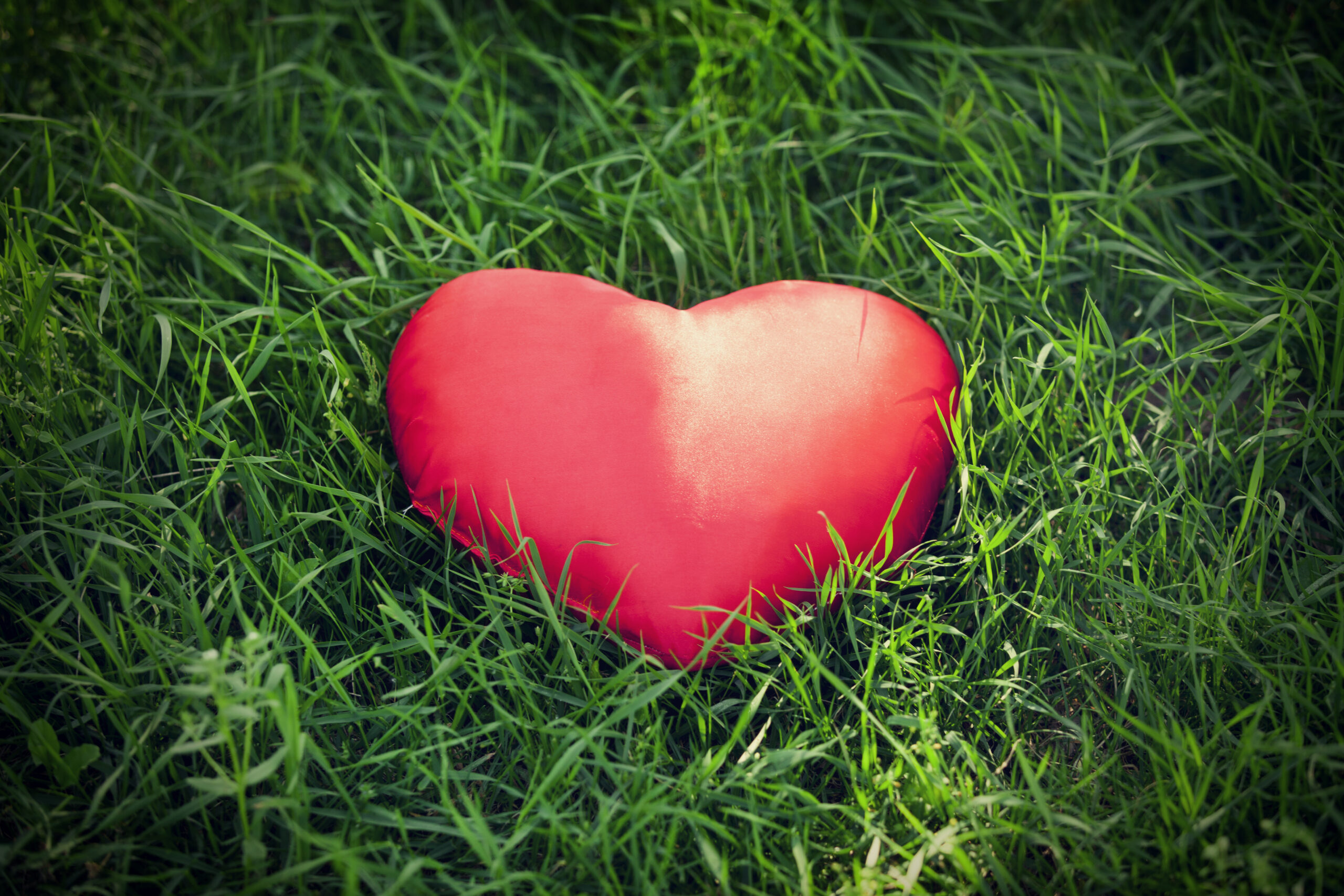 قلب أحمر في عشب أخضر